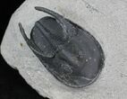 Mororccan Harpes (Scotoharpes) Trilobite - #25796-1